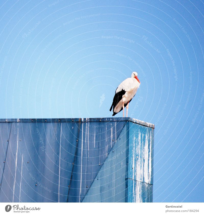 Stork on Blue Animal Air Sky Cloudless sky Summer Beautiful weather Wild animal Bird Wing Migratory bird 1 Colour Freedom Rest Clear sky Offspring Birth
