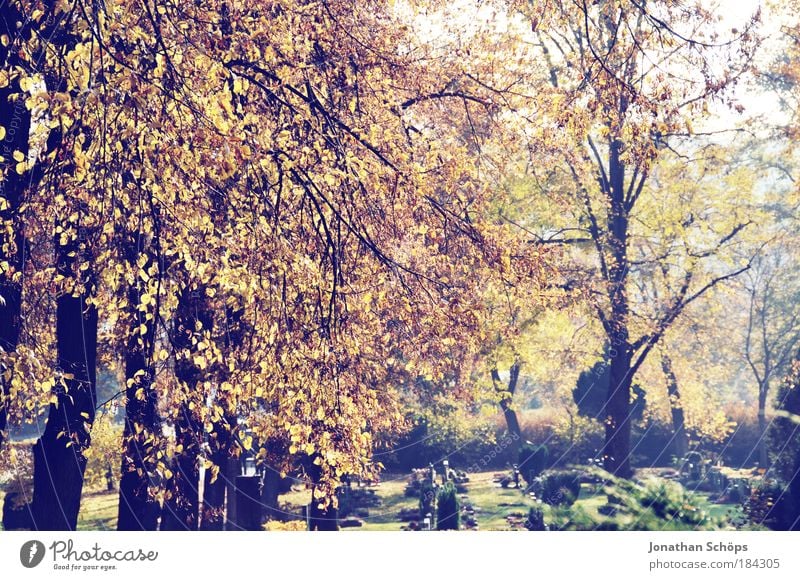 cemetery awakening Colour photo Exterior shot Deserted Day Sunlight Environment Nature Autumn Tree Leaf Sadness Faded To dry up Brown Multicoloured Yellow Gold