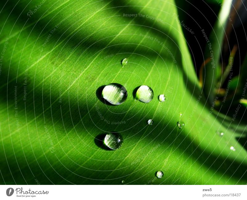 banana Banana Green Abstract Drops of water Macro (Extreme close-up) pflnaze Rain Water