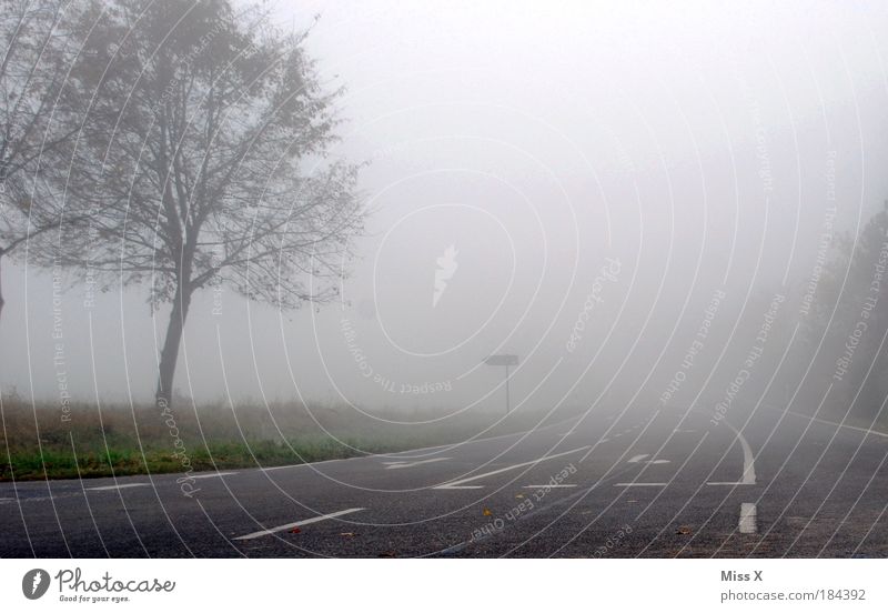 Caution Early fog Environment Nature Air Drops of water Sky Autumn Climate Weather Bad weather Fog Tree Field Transport Traffic infrastructure Road traffic