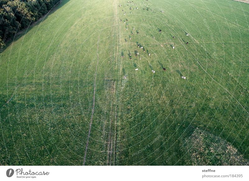 toil Colour photo Subdued colour Exterior shot Aerial photograph Deserted Copy Space bottom Wide angle Landscape Meadow Field Hot Air Balloon Farm animal Cow