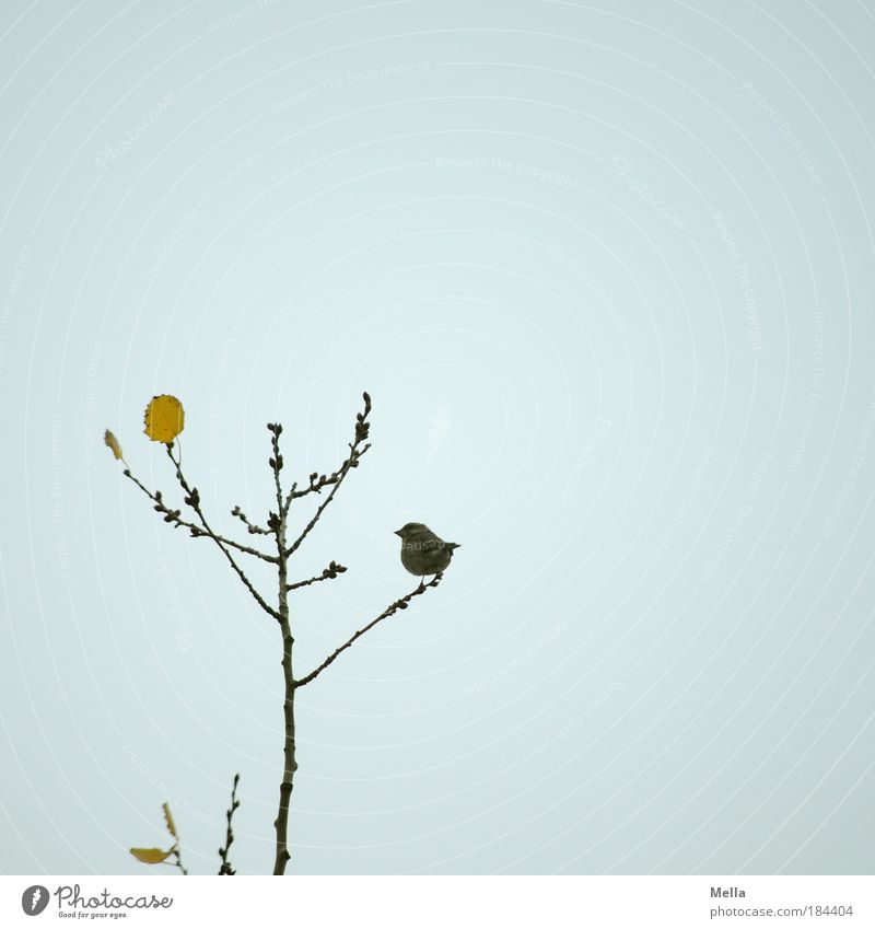 sparrow autumn Environment Nature Plant Animal Air Sky Autumn Winter Tree Leaf Wild animal Bird Sparrow 1 Crouch Sit Small Natural Cute Gray Moody Calm