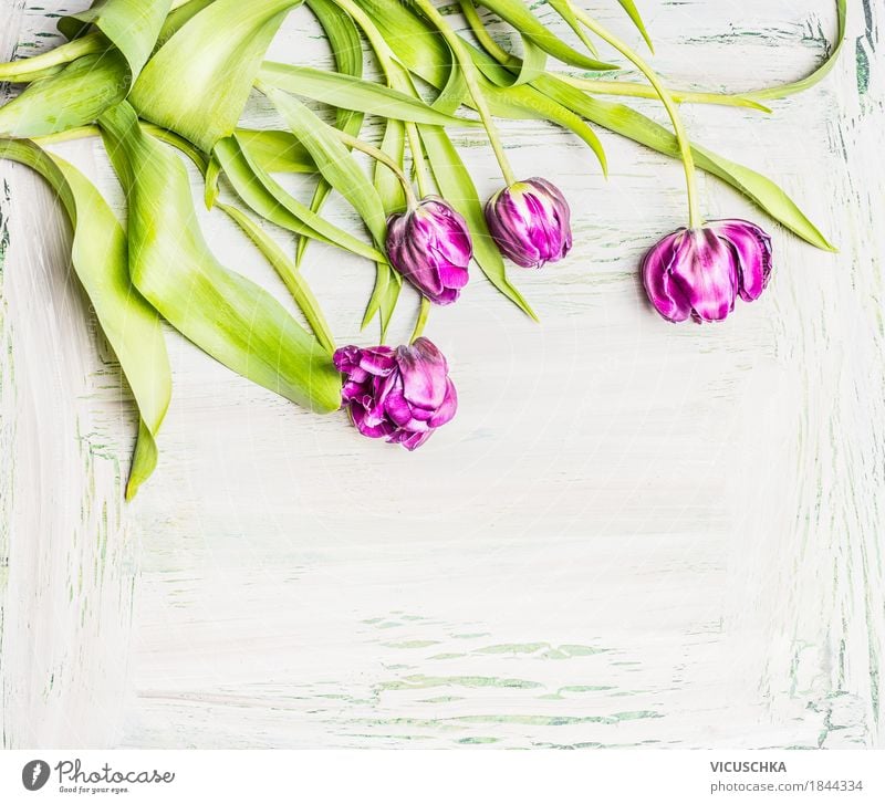 Pretty tulips on white background Style Design Living or residing Garden Decoration Valentine's Day Mother's Day Nature Plant Spring Flower Tulip Bouquet