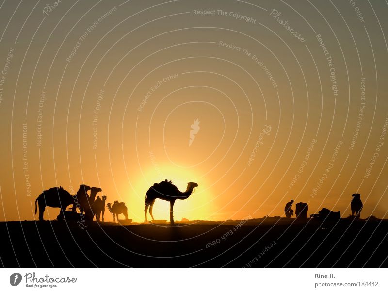 sunset kitsch Vacation & Travel Tourism Adventure Far-off places Man Adults Nature Cloudless sky Sunrise Sunset Warmth Desert Oasis Dromedary Camel