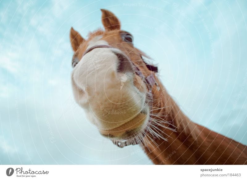 sweet horse Colour photo Exterior shot Worm's-eye view Animal portrait Looking Ride Horse Animal face 1 Discover Feeding Cool (slang) Brash Cuddly Curiosity