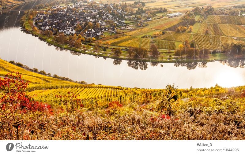 Autumn colourful Moselle landscape and wine-growing village of Wolf Environment Nature Landscape Elements Water Agricultural crop Vine Vineyard Field River bank