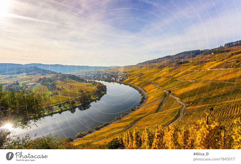 Moselle Wine Landscape in Bright Autumn Colours Vacation & Travel Environment Nature Elements Sunlight Agricultural crop Vineyard Hill River bank Wine growing