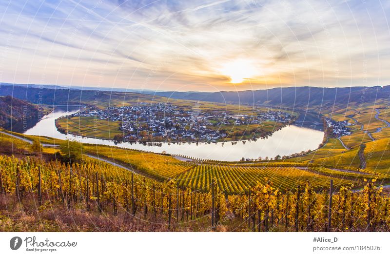 Autumn Moselle and Golden Wine Landscape Vacation & Travel Tourism Trip Hiking Autumnal colours Autumnal landscape Nature Water Sky Horizon Beautiful weather