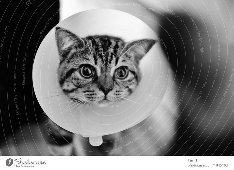 Sick Animal Pet Cat 1 Contentment Domestic cat Collar Illness Black & white photo Interior shot Deserted
