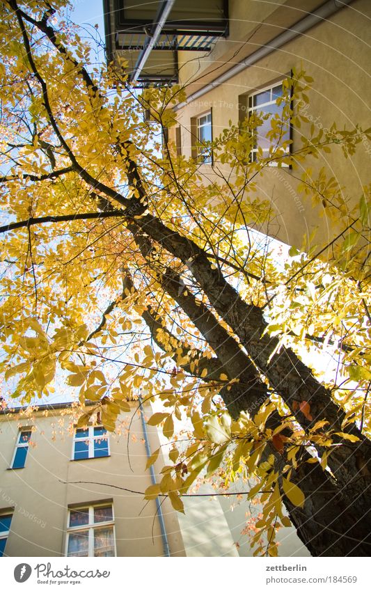 October Leaf Multicoloured Gold Autumn Seasons Autumn leaves House (Residential Structure) rear building Backyard Story Tenant Landlord Tree Tree trunk Window