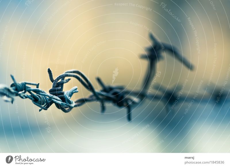 I'm warning you! Barbed wire fence Border Boundary Metal Aggression Cold Exclusion Irritation Colour photo Subdued colour Exterior shot Close-up Abstract