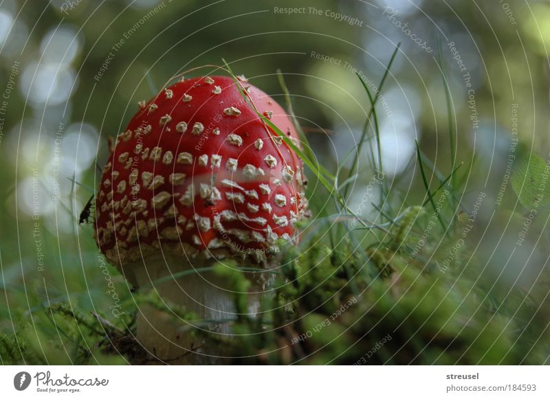 small fly agaric Environment Nature Plant Autumn Beautiful weather Mushroom Meadow Stand Growth Fresh Small Cute Round Green Red Esthetic Colour Happy