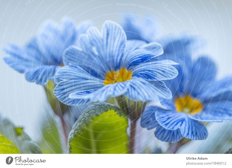 Blue - White striped spring primula 'Zebra' / Primula Design Garden Interior design Wallpaper Image Poster Mother's Day Easter Nature Plant Spring Flower Leaf