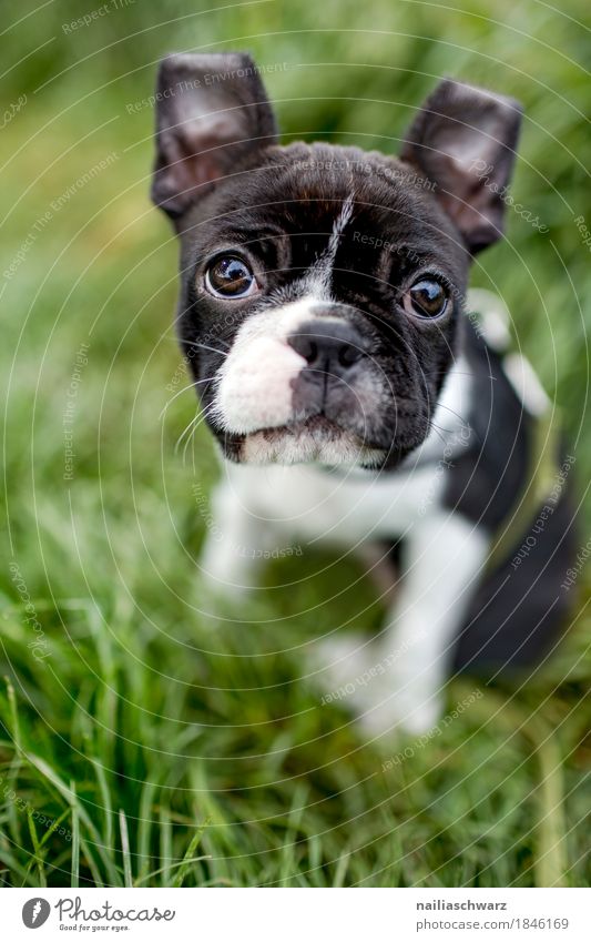 Boston Terrier Puppy Summer Environment Nature Grass Garden Park Meadow Animal Pet Dog boston terrier French Bulldog Baby animal Observe Discover Looking Sit