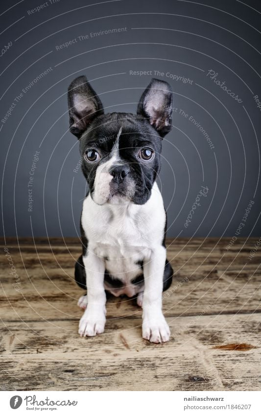Boston Terrier Studio Portrait Style Joy Animal Pet Dog 1 Discover Looking Sit Friendliness Happiness Beautiful Funny Curiosity Cute Positive Love of animals
