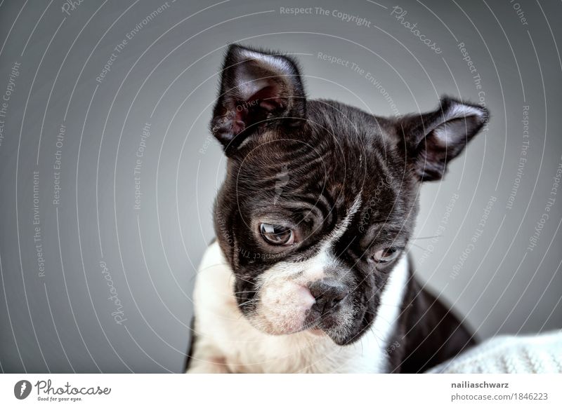 Boston Terrier Puppy Studio Portrait Joy Animal Pet Dog boston terrier French Bulldog 1 Observe Discover Communicate Looking Sit Cool (slang) Happiness Cuddly