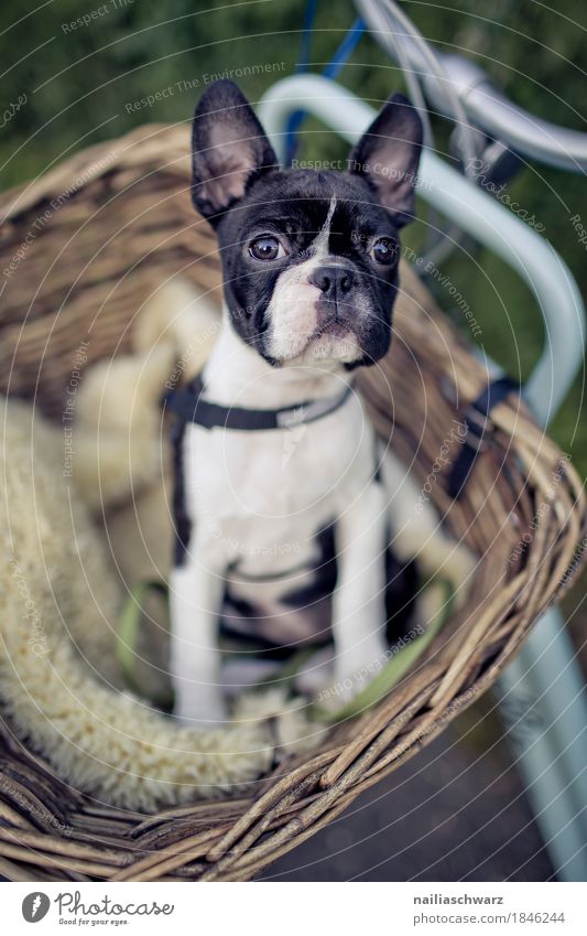 Boston Terrier makes excursion Bicycle Animal Pet Dog Animal face Puppy French Bulldog 1 Baby animal Observe Looking Sit Wait Brash Friendliness Happiness