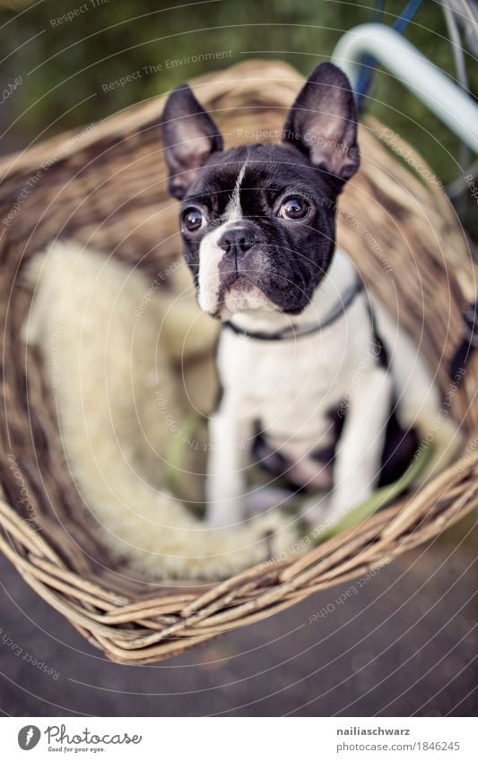 Boston Terrier puppy makes excursion Bicycle Animal Pet Dog boston terrier Puppy 1 Baby animal Basket Observe Looking Wait Friendliness Happiness Happy Funny