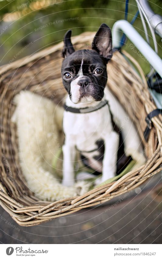 Boston Terrier puppy makes excursion Bicycle Animal Dog Puppy French Bulldog boston terrier 1 Baby animal Observe Discover Study Looking Brash Friendliness