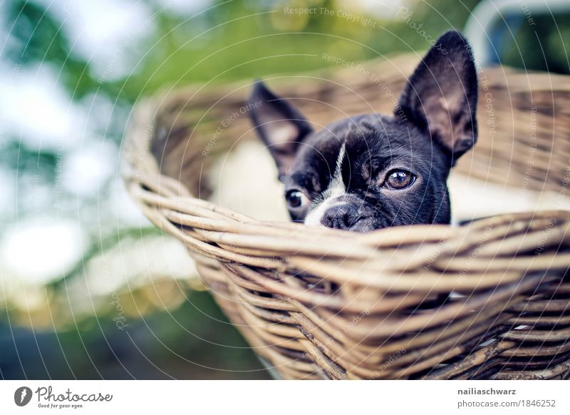 Boston Terrier puppy makes excursion Bicycle Animal Pet Dog French Bulldog Puppy 1 Basket Wood Observe Relaxation Looking Wait Friendliness Happiness Happy