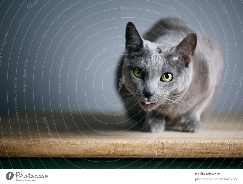 Russian Blue Cat Elegant Animal Pet Animal face 1 Table Wooden table Observe Relaxation Lie Looking Natural Curiosity Cute Beautiful Gray Contentment Love