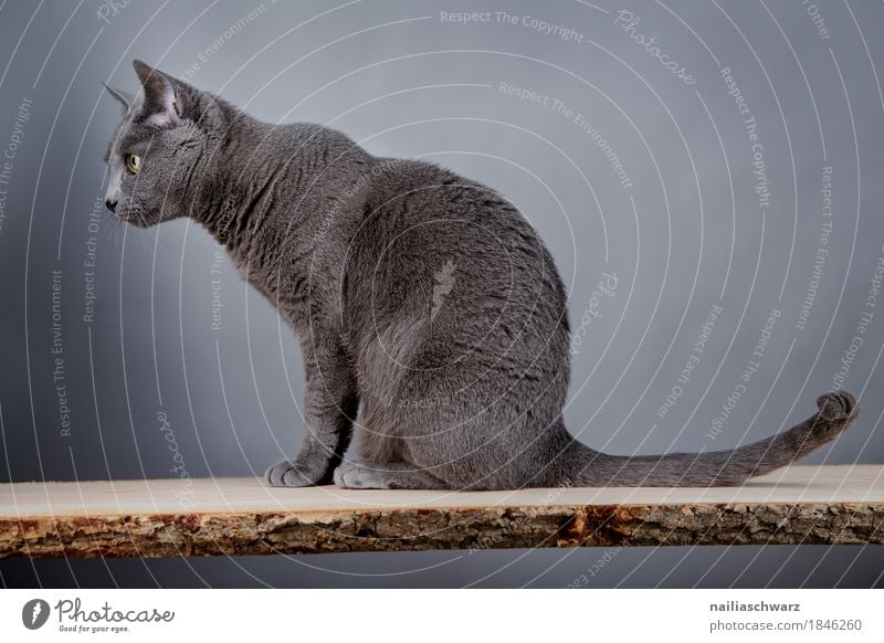 Russian Blue Elegant Animal Cat 1 Table Chopping board Wooden board Observe Looking Sit Cuddly Natural Curiosity Cute Positive Beautiful Warmth Soft Gray