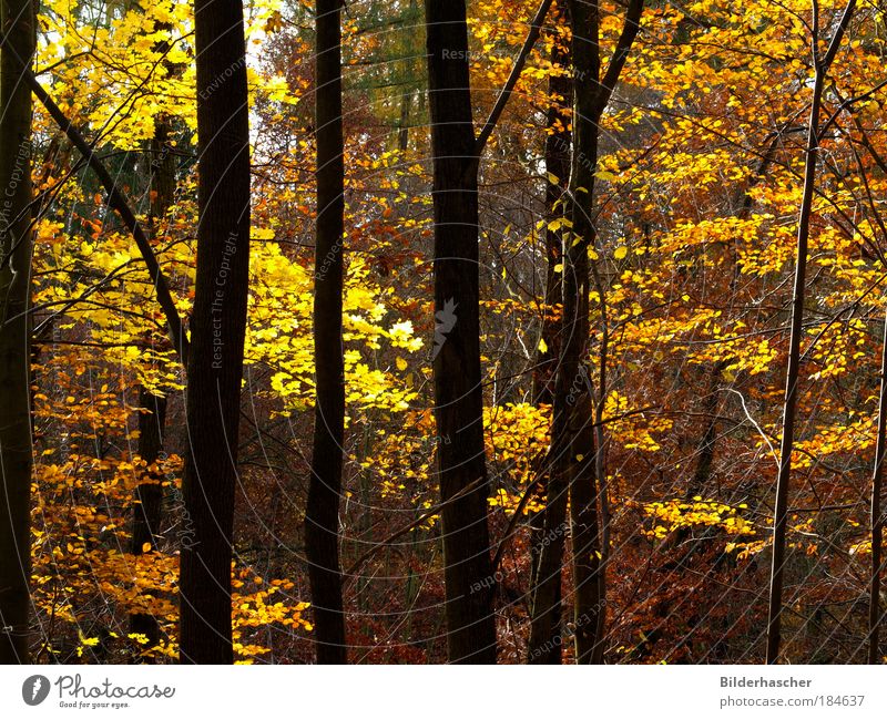 In the autumn forest Colour photo Multicoloured Exterior shot Deserted Day Light Shadow Contrast Sunlight Trip Environment Nature Landscape Plant Autumn