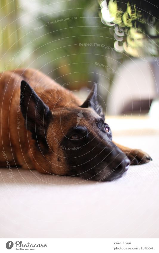 semi-retirement Animal Pet Dog 1 Relaxation Lie Looking Dream Sadness Wait Brown Puppydog eyes Restful Boredom Loyalty Contentment Dog's head Colour photo