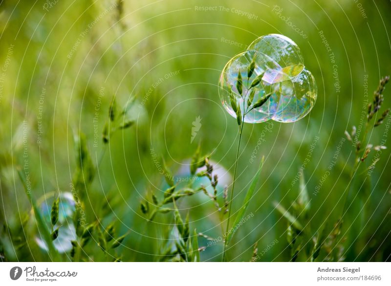 bubble cake Colour photo Exterior shot Close-up Detail Day Reflection Sunlight Shallow depth of field Lifestyle Joy Leisure and hobbies Soap bubble Environment