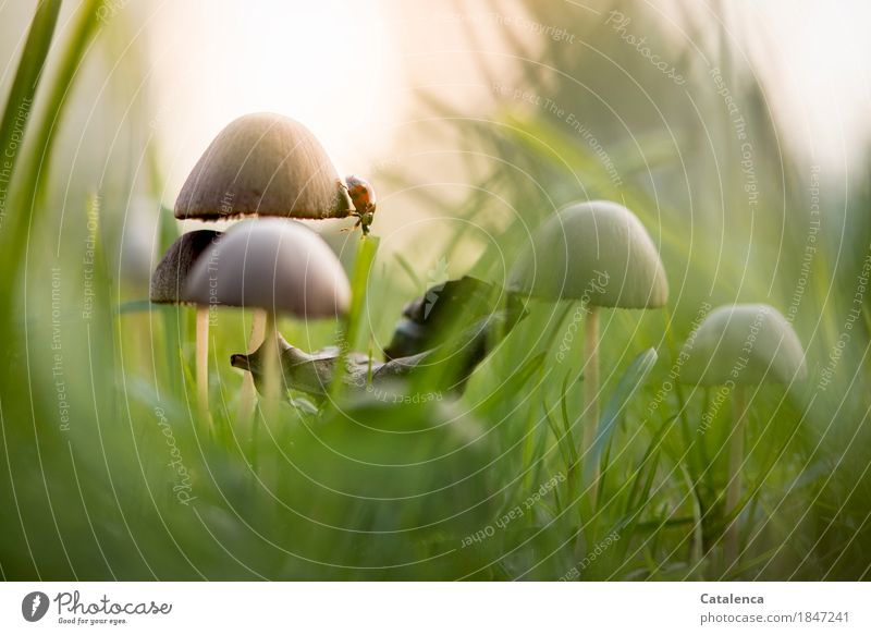 Mushroom edge, ladybug crawling on mushroom hat Nature Plant Animal Drops of water Sun Autumn Grass Meadow Beetle Ladybird Observe Crawl pretty Brown Green