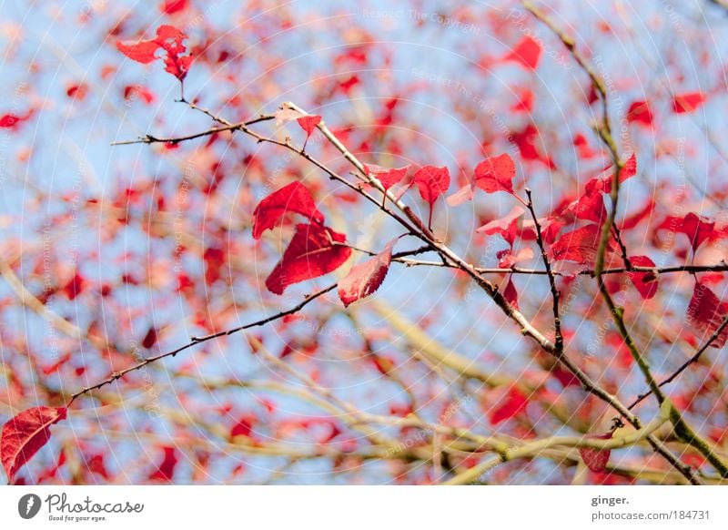 autumn tinsel Nature Sky Autumn Beautiful weather Tree Bushes Leaf Blue Brown Red Twigs and branches Branched Light Bright To fall Seasons Above