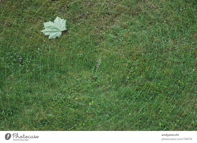 Out In The Green Leaf Meadow Grass Structures and shapes Tree Lawn