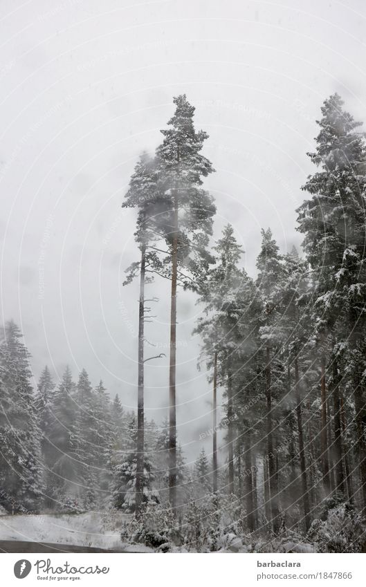 first snow in the Black Forest Landscape Elements Drops of water Sky Winter Climate Snow Snowfall Motoring Street Car Window Glass Gray White Moody Nature