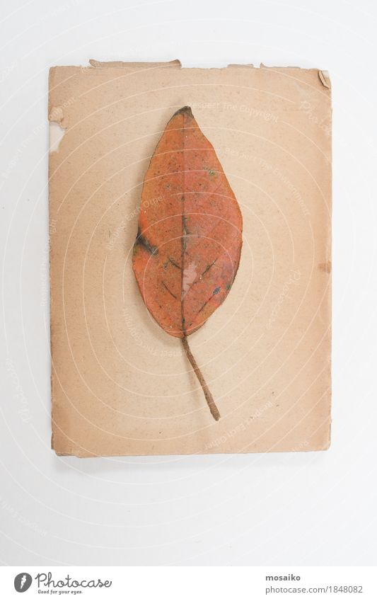 herbarium Art Nature Plant Leaf Exotic Old Uniqueness Natural Retro Dry Orange Education Design Creativity Science & Research Botany Herbarium Virgin forest