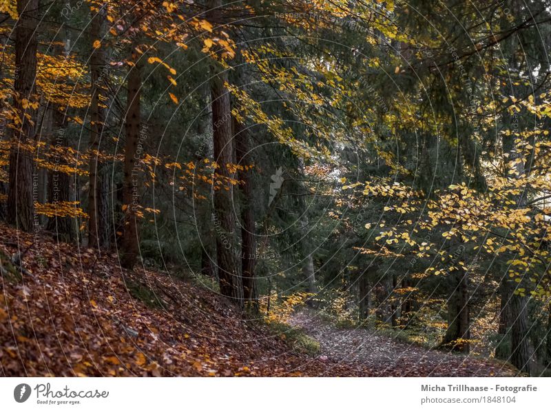 Forest trail in autumn Hiking Agriculture Forestry Environment Nature Landscape Plant Earth Autumn Tree Leaf Relaxation To fall Illuminate Faded To dry up
