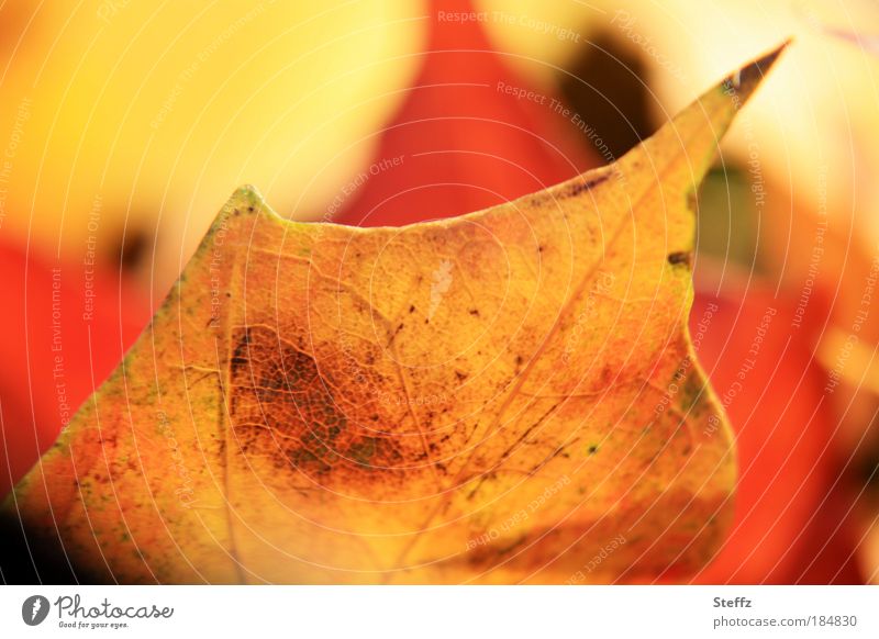 Maple leaf in warm light Maple tree autumn colours autumn warmth autumn leaf autumn magic Warm light autumn impression autumn mood Autumn Romance Yellow