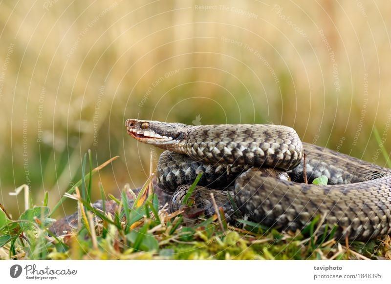 close up of female european crossed adder Mountain Woman Adults Environment Nature Animal Snake Natural Wild Fear Dangerous Viper Reptiles wildlife poisonous