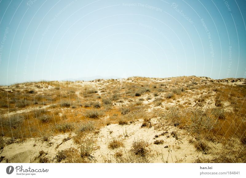 dune Colour photo Exterior shot Deserted Copy Space top Copy Space bottom Day Central perspective Nature Plant Earth Sky Cloudless sky Summer Beautiful weather