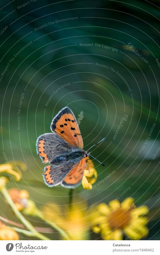 Elixir of life | nectar; butterfly sitting on a yellow flower Nature Plant Animal Summer Flower Meadow Butterfly 1 Blossoming Fragrance Flying To feed Drinking