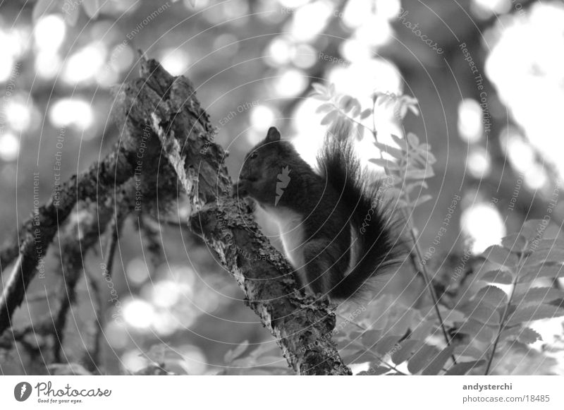 A-croissant Forest Tree Animal Rodent Transport squirrel Black & white photo monochomous Branch