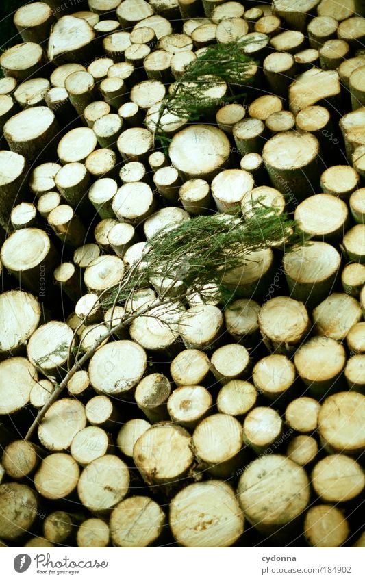 wood Colour photo Exterior shot Close-up Detail Pattern Structures and shapes Deserted Day Light Shadow Contrast Central perspective Long shot Nature Esthetic