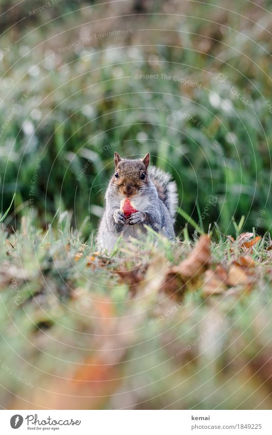 Winter bacon apple flavour Fruit Apple Nutrition Environment Nature Plant Animal Autumn Grass Meadow Wild animal Animal face Pelt Claw Paw Squirrel 1 To hold on