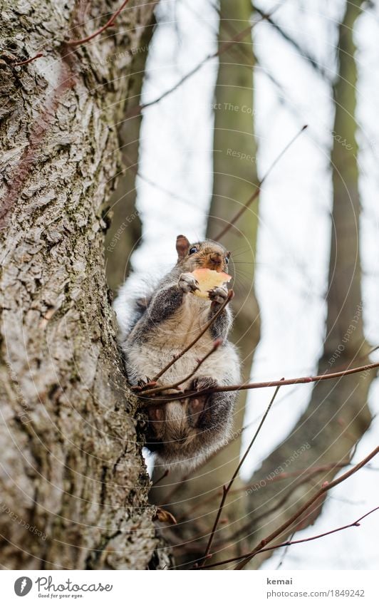 To have the balls Apple Nature Plant Animal Tree Twig Branch Park Wild animal Squirrel 1 To hold on To feed Looking Sit Authentic Natural Curiosity Cute