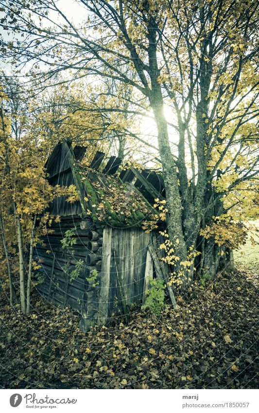 The counted days are over. Hut Autumn Tree Maple tree hay barnyard Old Sadness Grief Fatigue Pain Disappointment Loneliness Transience Lose Derelict Decline