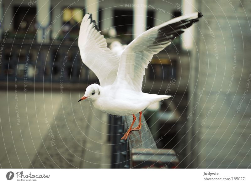 Let's go Environment Nature Air Winter Wind Places Building Animal Bird Seagull 1 Flying Esthetic Beautiful White Passion Energy Freedom Cold Innocent