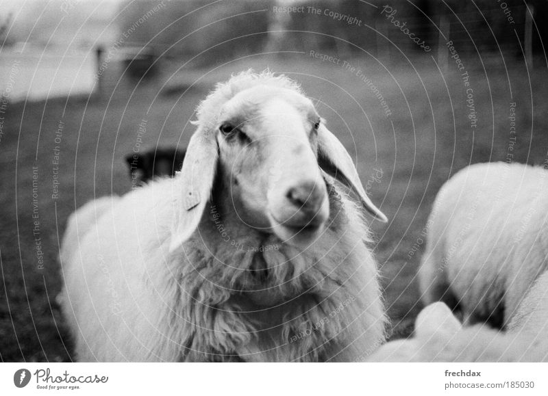 da mothersheep Farm animal Animal face Pelt Group of animals Green Black Silver White Analog Kodak TRI - X 400 Canon T70 50mm ƒ 1.8 Black & white photo
