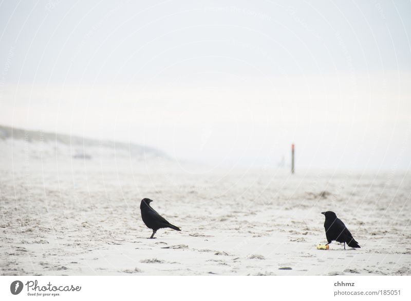 Struggle on the beach Beach Ocean Island Landscape Sand Horizon North Sea Bird Raven birds Crow stupid 2 Animal Wooden stake Pole Beach dune Low tide