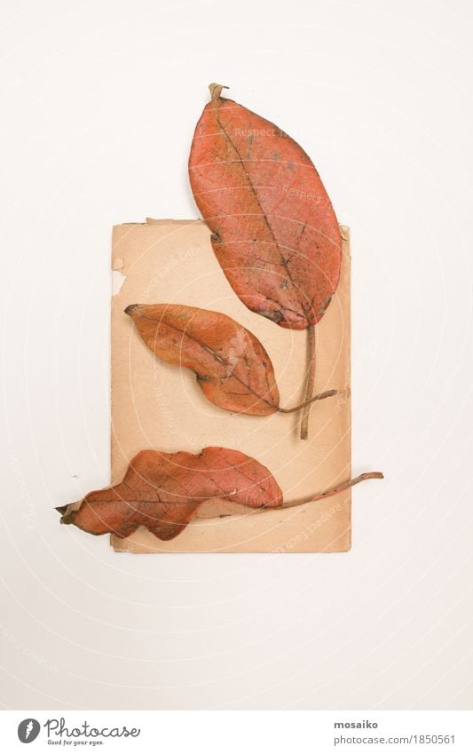 herbarium Art Environment Nature Plant Autumn Leaf Wild plant Exotic Esthetic Contentment Colour Inspiration Autumnal Vintage Herbarium Poetic Discovery Garden