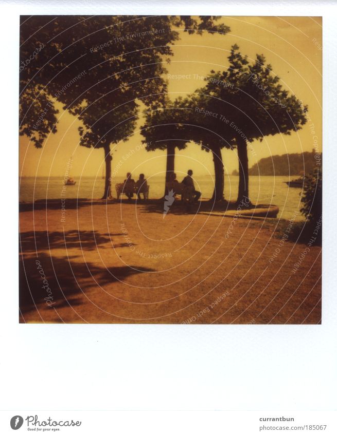 ...to the old days Water Idyll Art Nature Stagnating Moody Polaroid polaroid 200 779 Tree Human being Lake Constance Mainau island Bench Sit Looking Lakeside