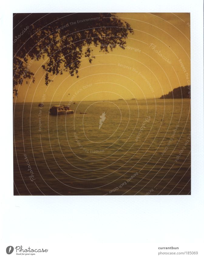 xoxoxo Water Kitsch Lake Constance Konstanz boat "row row your boat" "tree "who hangs in the picture" Tree Yellow Black Polaroid Authentic sx-70 Colour photo